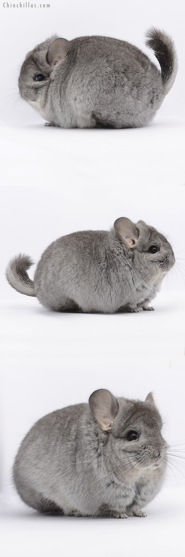 Chinchilla or related item offered for sale or export on Chinchillas.com - 20270 Standard ( Ebony & Locken Carrier )  Royal Persian Angora Female Chinchilla
