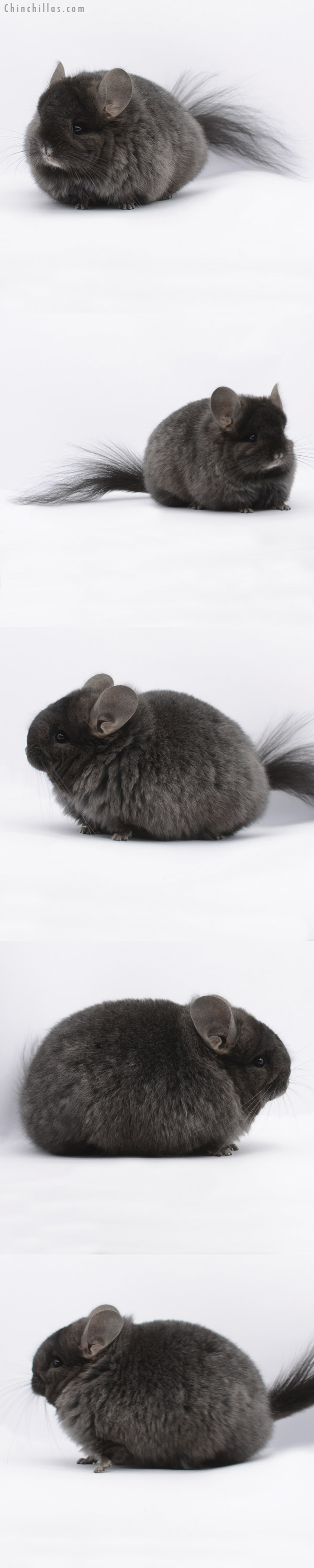 Chinchilla or related item offered for sale or export on Chinchillas.com - 20279 Brevi Type Ebony ( Locken Carrier )  Royal Persian Angora Female Chinchilla