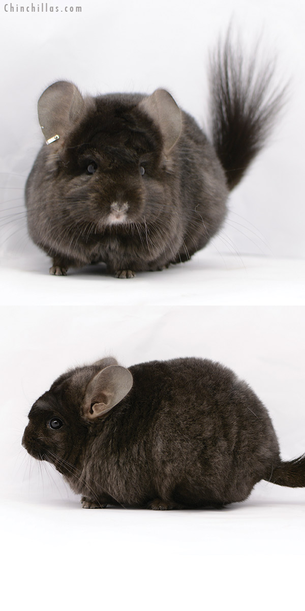 Chinchilla or related item offered for sale or export on Chinchillas.com - 20216 Ebony ( Locken Carrier )  Royal Persian Angora Female Chinchilla