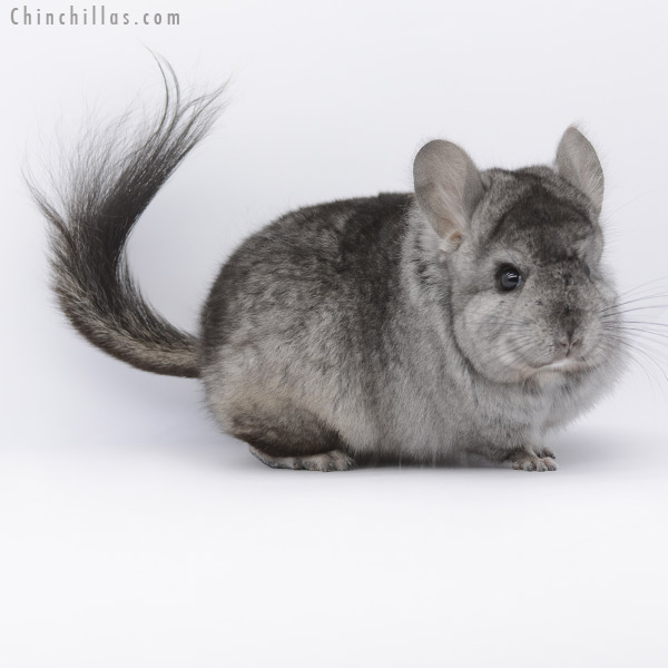 Chinchilla or related item offered for sale or export on Chinchillas.com - 20258 Hetero Ebony  Royal Persian Angora Male Chinchilla