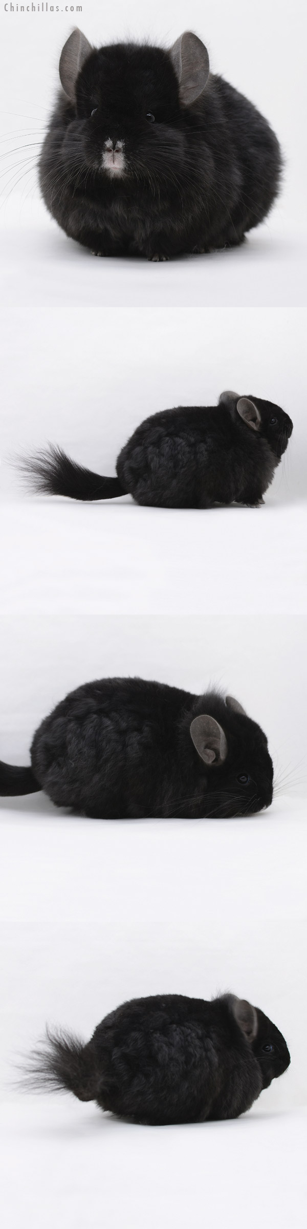 Chinchilla or related item offered for sale or export on Chinchillas.com - 20237 Exceptional Ebony ( Locken Carrier )  Royal Persian Angora Female Chinchilla