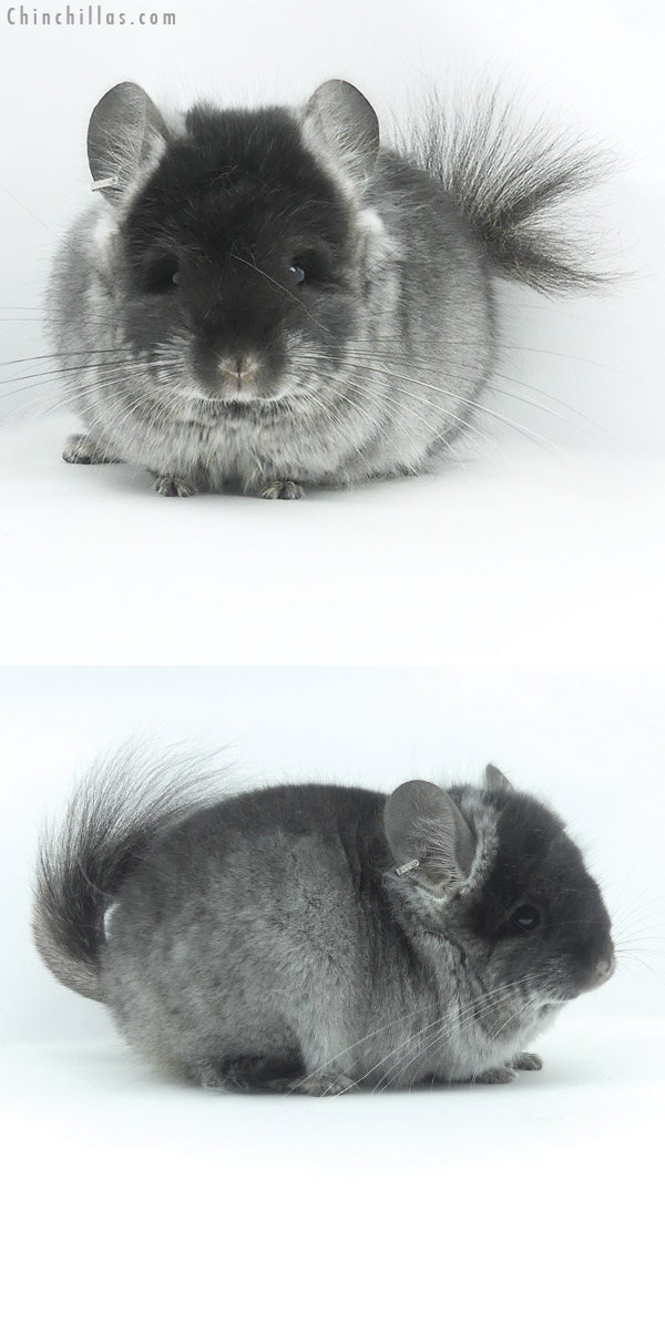 20068 Black Velvet  Royal Persian Angora Female Chinchilla