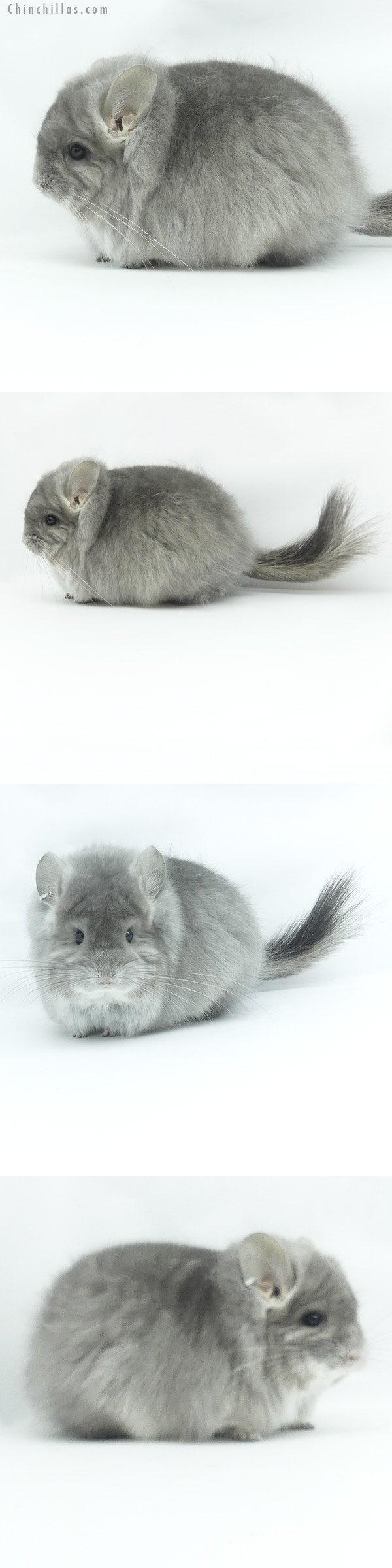 20124 Exceptional Blocky Violet G2  Royal Persian Angora Female Chinchilla