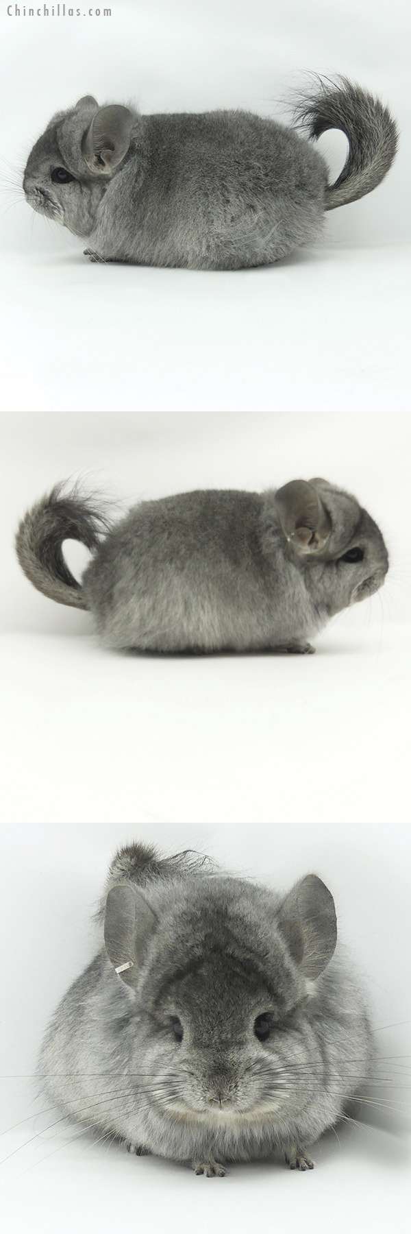 20127 Exceptional Standard ( Ebony & Locken Carrier )  Royal Persian Angora Female Chinchilla