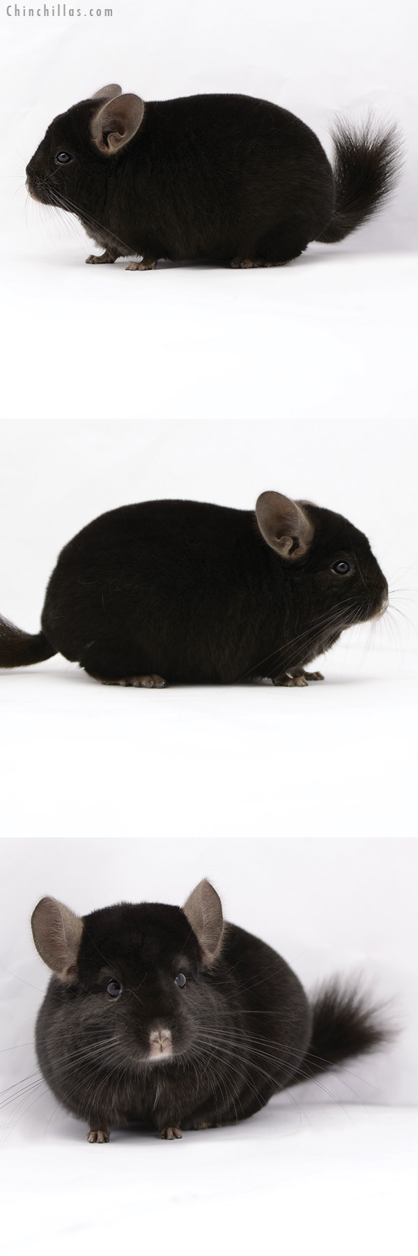 Chinchilla or related item offered for sale or export on Chinchillas.com - 20209 Herd Improvement Quality Ebony Male Chinchilla