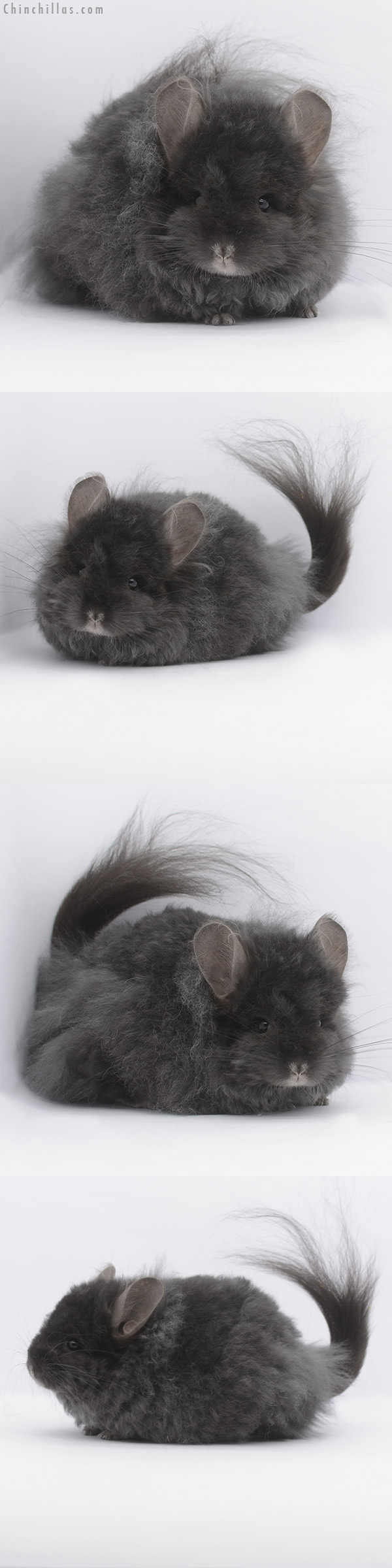 Chinchilla or related item offered for sale or export on Chinchillas.com - 21014 Ebony G3  Royal Imperial Angora Female Chinchilla