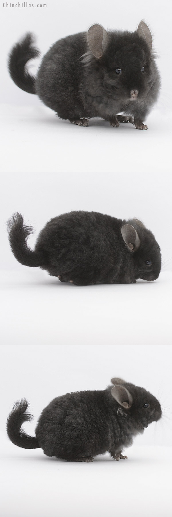 Chinchilla or related item offered for sale or export on Chinchillas.com - 21057 Ebony  Royal Imperial Angora Male Chinchilla