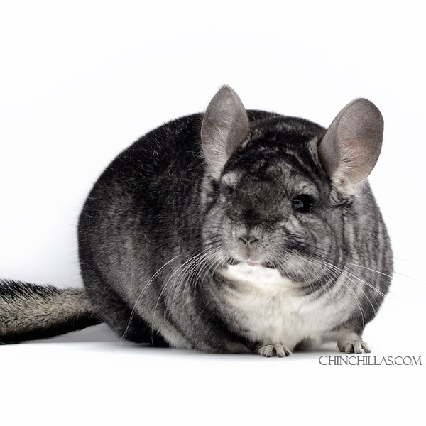 Chinchilla or related item offered for sale or export on Chinchillas.com - 22038 Large Blocky Multi 1st Place Standard Male Chinchilla