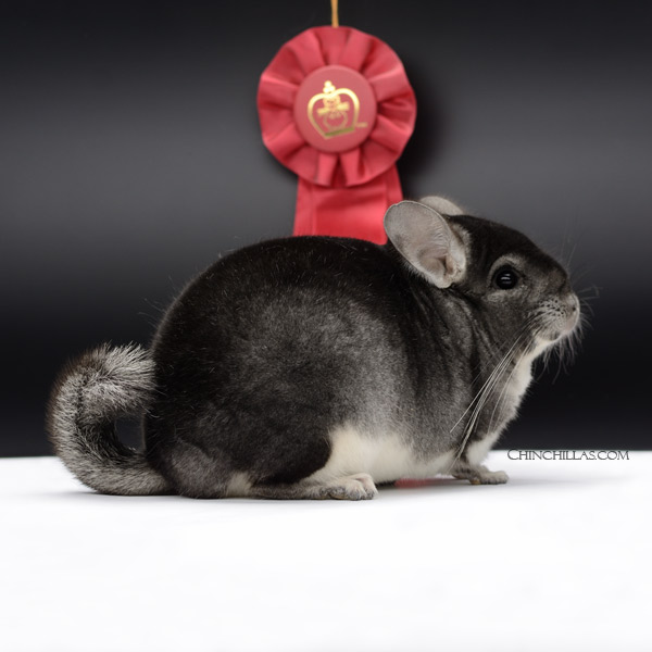 Chinchilla or related item offered for sale or export on Chinchillas.com - 22039 National Reserve Class Champion Standard Male Chinchilla