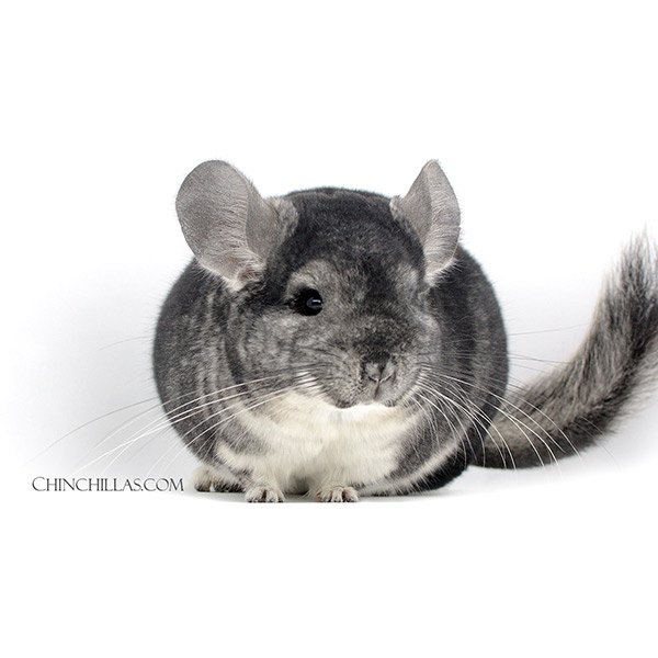 Chinchilla or related item offered for sale or export on Chinchillas.com - 22052 Show Quality Standard Male Chinchilla