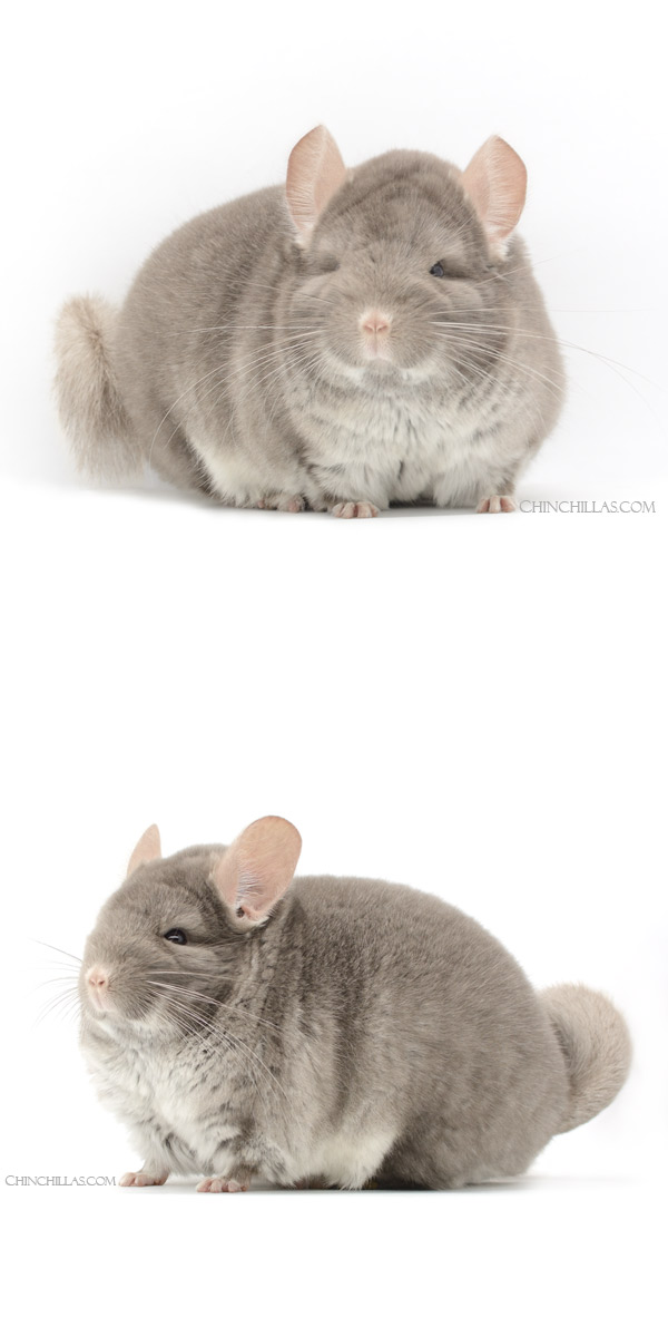 21230 Extra Large Show Quality TOV Beige / Brown Velvet  Male Chinchilla