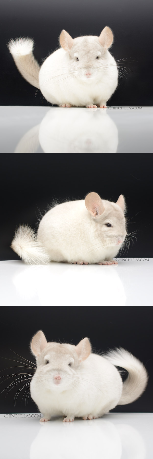 Chinchilla or related item offered for sale or export on Chinchillas.com - 22128 Large Blocky Show Quality Pink White Male Chinchilla