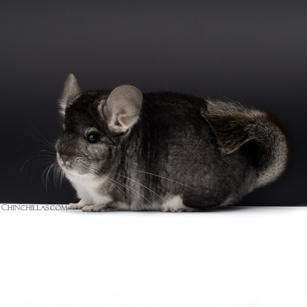 Chinchilla or related item offered for sale or export on Chinchillas.com - 22133 Large Blocky Show Quality Standard Female Chinchilla