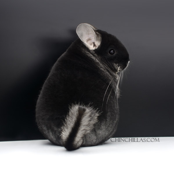 Chinchilla or related item offered for sale or export on Chinchillas.com - 22188 Show Quality Black Velvet Female Chinchilla