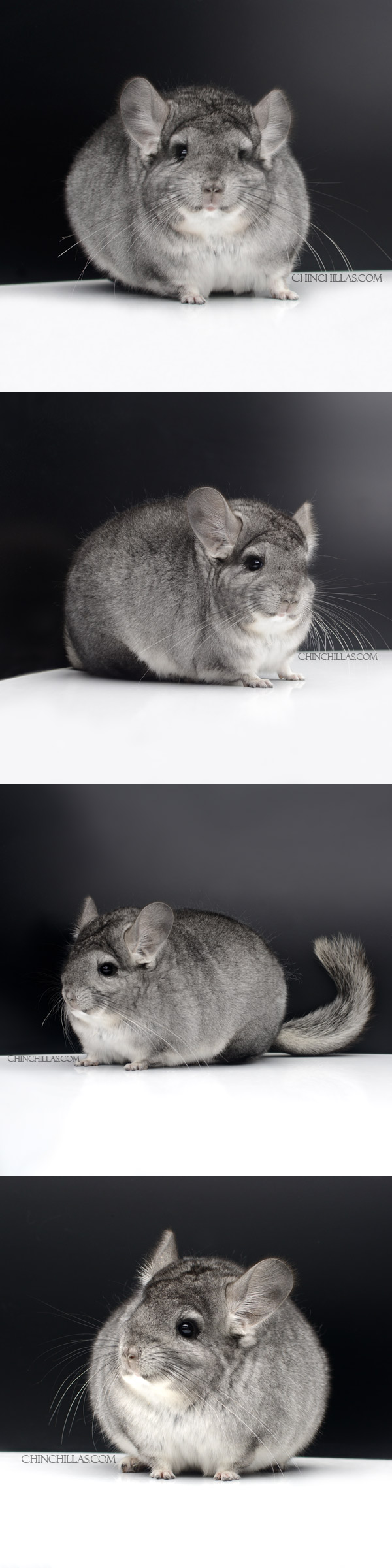 ccr-000008 Extra Large Blocky Standard ( Royal Persian Angora Carrier ) Female Chinchilla