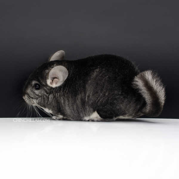 Chinchilla or related item offered for sale or export on Chinchillas.com - 23024 Large Herd Improvement Quality Standard Male Chinchilla