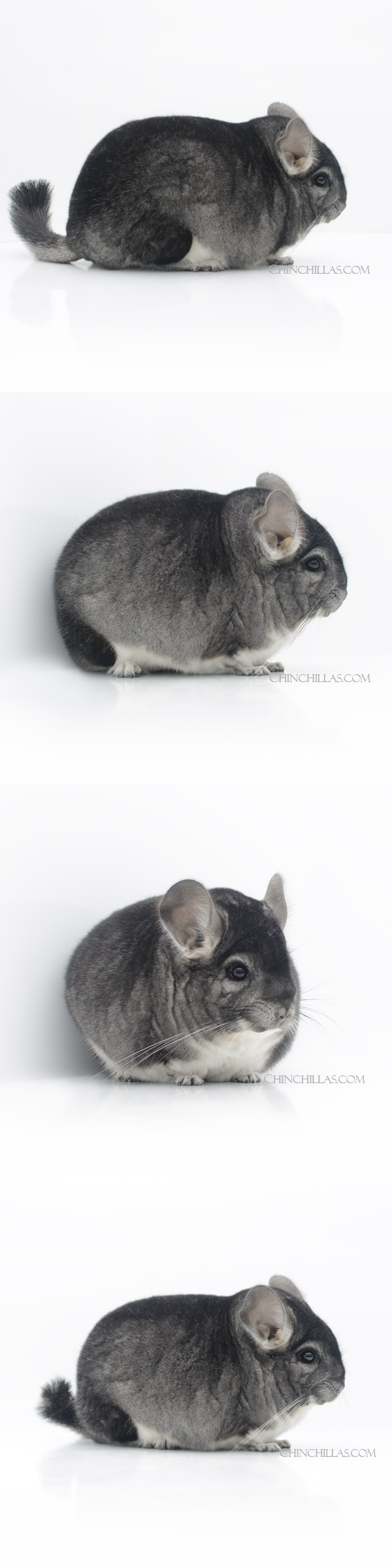 Chinchilla or related item offered for sale or export on Chinchillas.com - 23026 Large Blocky Reserve Class Champion & National 1st Place Standard Male Chinchilla