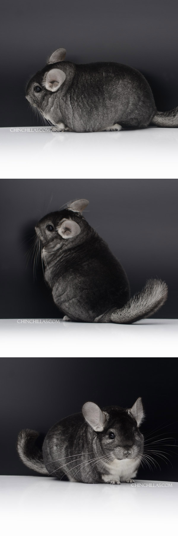 Chinchilla or related item offered for sale or export on Chinchillas.com - 23027 National 1st Place Standard Female Chinchilla