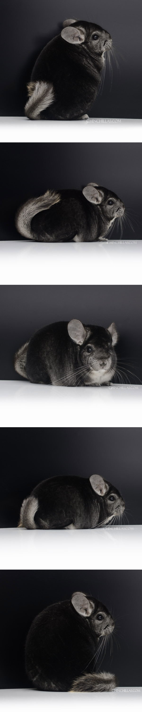 Chinchilla or related item offered for sale or export on Chinchillas.com - 23029 Extra Dark Herd Improvement Quality Standard Male Chinchilla