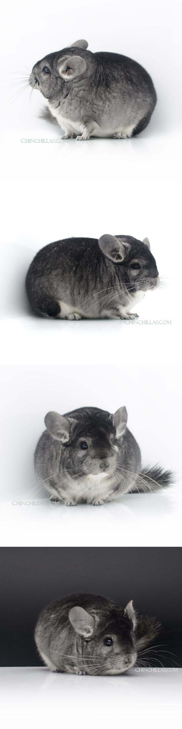 Chinchilla or related item offered for sale or export on Chinchillas.com - 23030 Large Blocky Premium Production Quality Standard Female Chinchilla