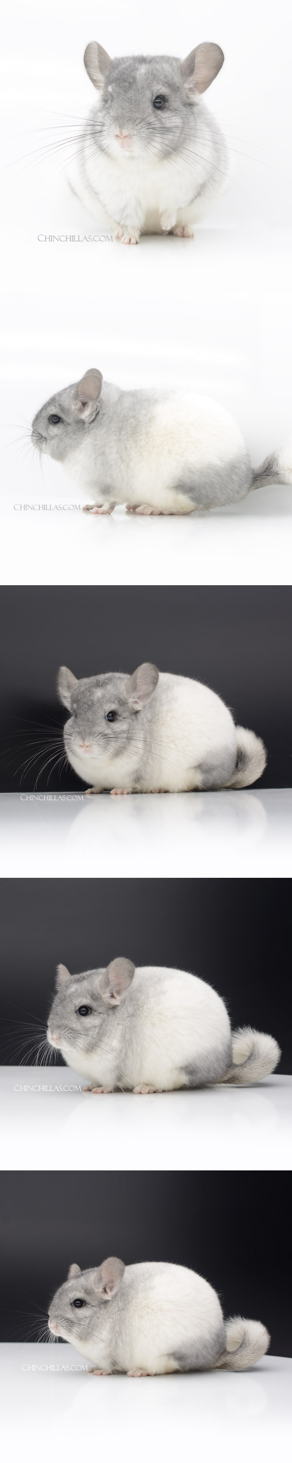Chinchilla or related item offered for sale or export on Chinchillas.com - 23060 Blocky Show Quality White Mosaic Female Chinchilla