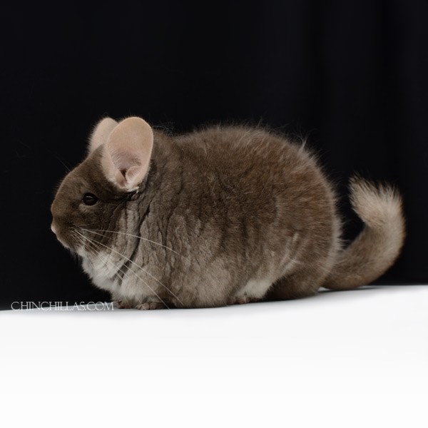 Chinchilla or related item offered for sale or export on Chinchillas.com - 21226 Non Producing XXXL Blocky Premium Production Quality TOV Beige / Brown Velvet Female Chinchilla
