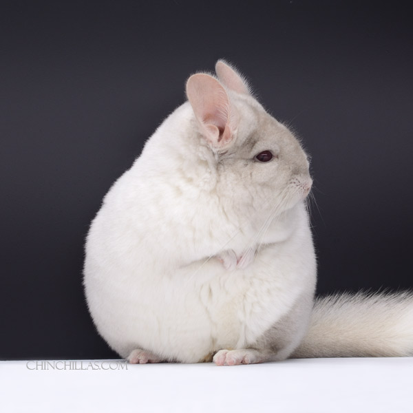 Chinchilla or related item offered for sale or export on Chinchillas.com - 22041 Large Blocky Premium Production Quality Pink White Female Chinchilla