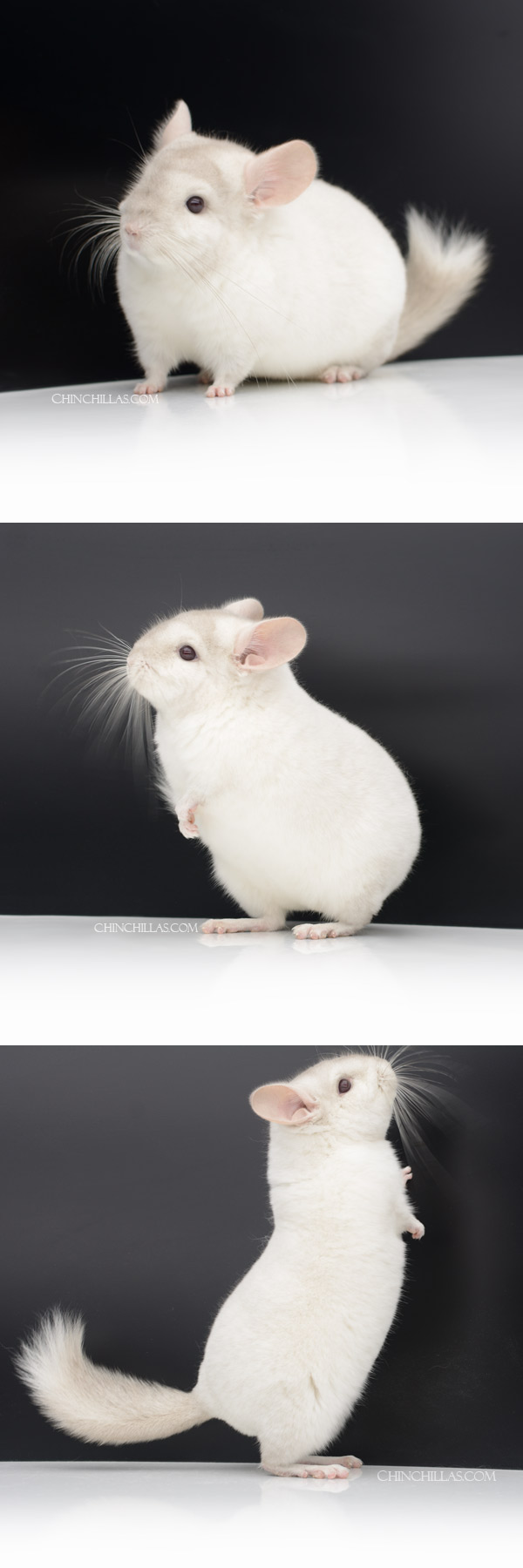 Chinchilla or related item offered for sale or export on Chinchillas.com - 22152 Intermediate Show Quality Pink White Male Chinchilla