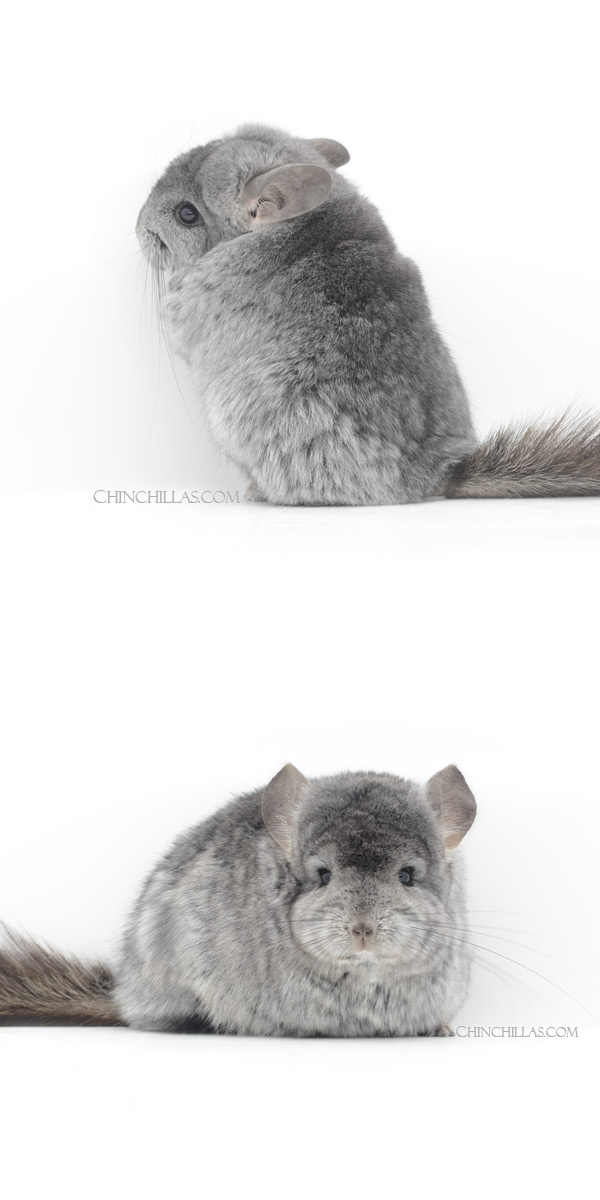 Chinchilla or related item offered for sale or export on Chinchillas.com - 23013 Standard ( Ebony Carrier ) Royal Persian Angora Male Chinchilla
