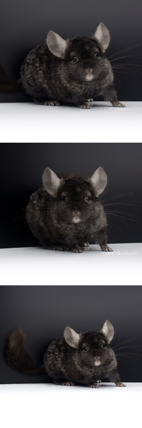 Chinchilla or related item offered for sale or export on Chinchillas.com - 23015 Ebony Locken Male Chinchilla