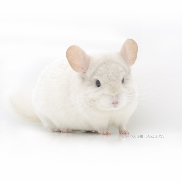 Chinchilla or related item offered for sale or export on Chinchillas.com - 23057 Intermediate Show Quality Pink White Male Chinchilla