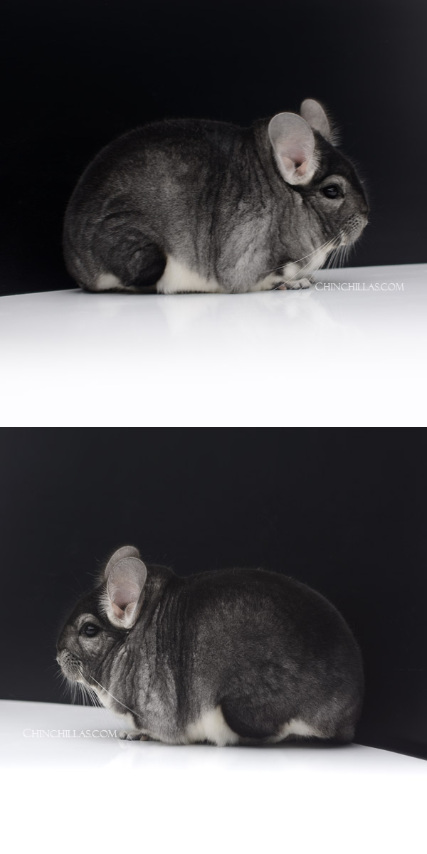 Chinchilla or related item offered for sale or export on Chinchillas.com - 23028 Large 1st Place Standard Male Chinchilla