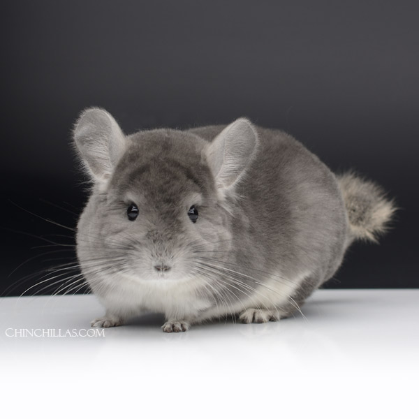 Chinchilla or related item offered for sale or export on Chinchillas.com - 23056 Show Quality Violet Female Chinchilla