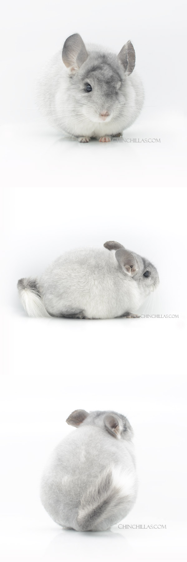 Chinchilla or related item offered for sale or export on Chinchillas.com - 000012 Show Quality Silver Mosaic Male Chinchilla