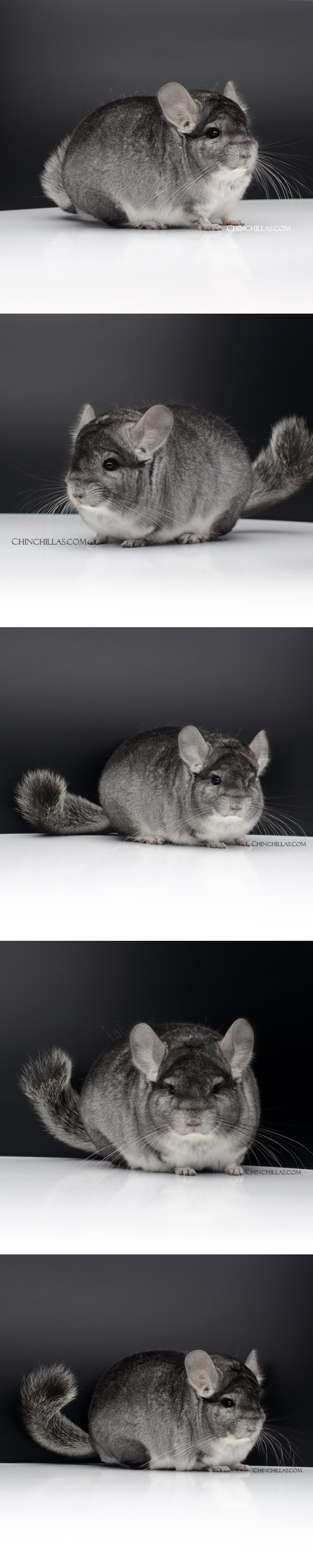 Chinchilla or related item offered for sale or export on Chinchillas.com - 000009 Exceptional Large Standard ( Royal Persian Angora Carrier ) Male Chinchilla