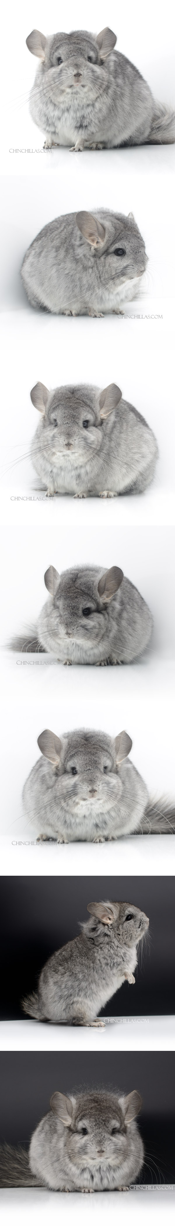 Chinchilla or related item offered for sale or export on Chinchillas.com - 23016 Exceptional Standard Royal Persian Angora Female Chinchilla