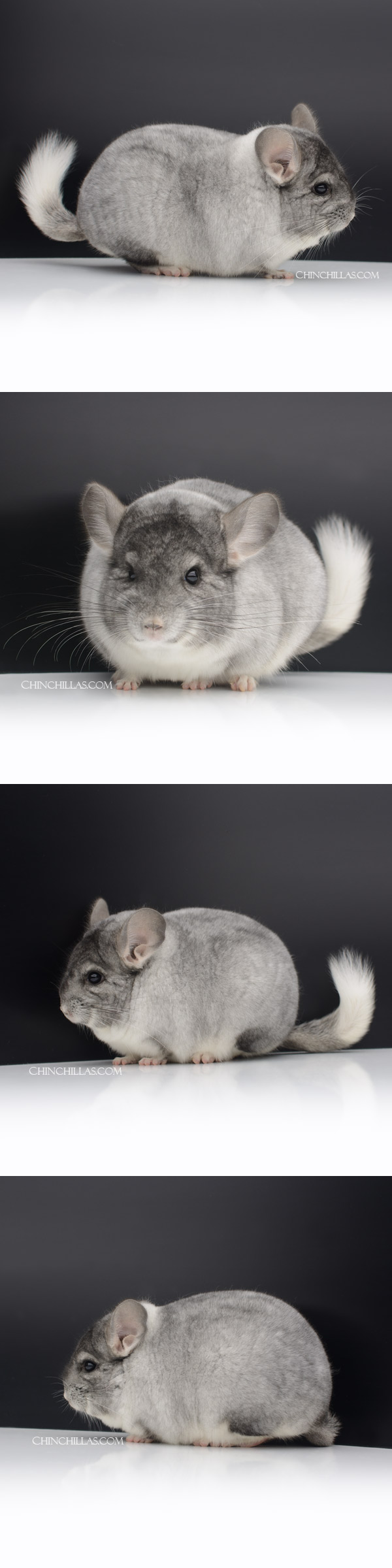 Chinchilla or related item offered for sale or export on Chinchillas.com - 23055 Blocky Show Quality Tri-tone White Mosaic Male Chinchilla