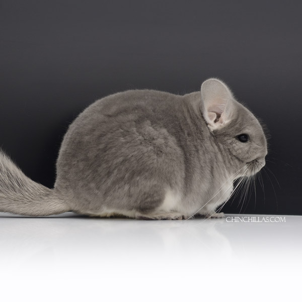 Chinchilla or related item offered for sale or export on Chinchillas.com - 23052 Blocky Show Quality Violet Female Chinchilla