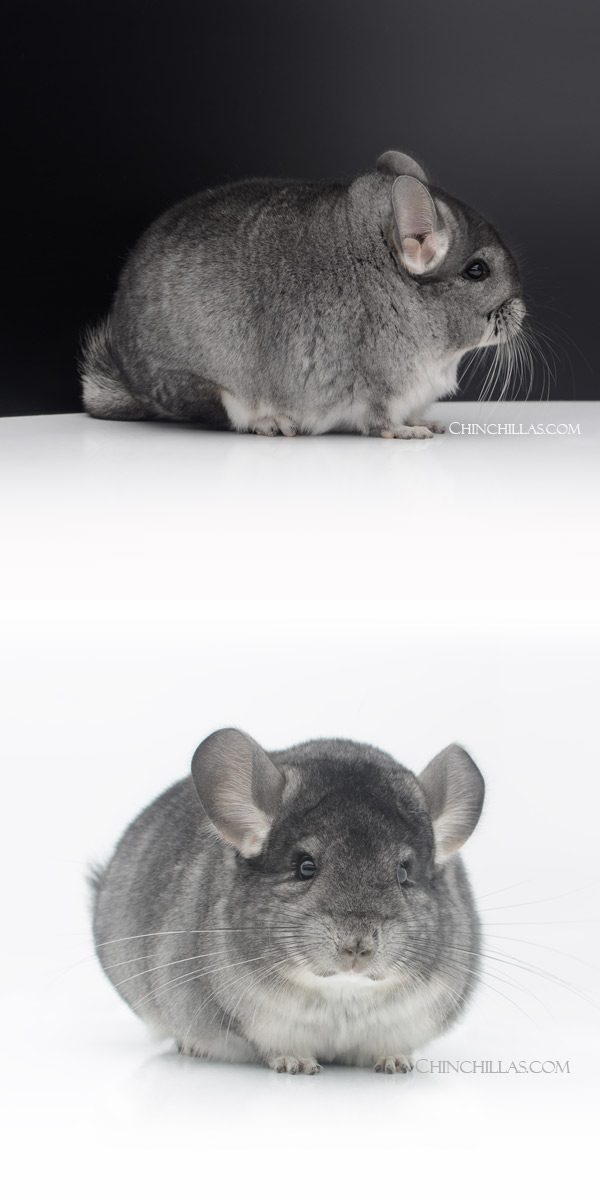 Chinchilla or related item offered for sale or export on Chinchillas.com - 23032 Blocky Show Quality Standard Female Chinchilla