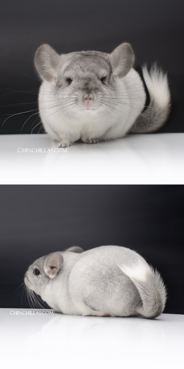 Chinchilla or related item offered for sale or export on Chinchillas.com - 000029 Show Quality Silver Mosaic Female Chinchilla
