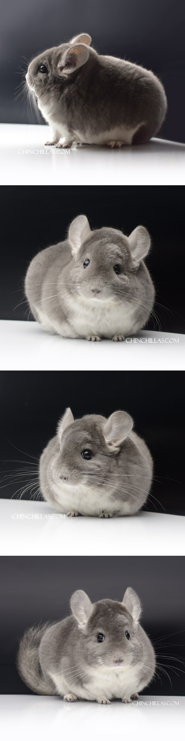 Chinchilla or related item offered for sale or export on Chinchillas.com - 24049 Large Premium Production Quality Violet Female Chinchilla