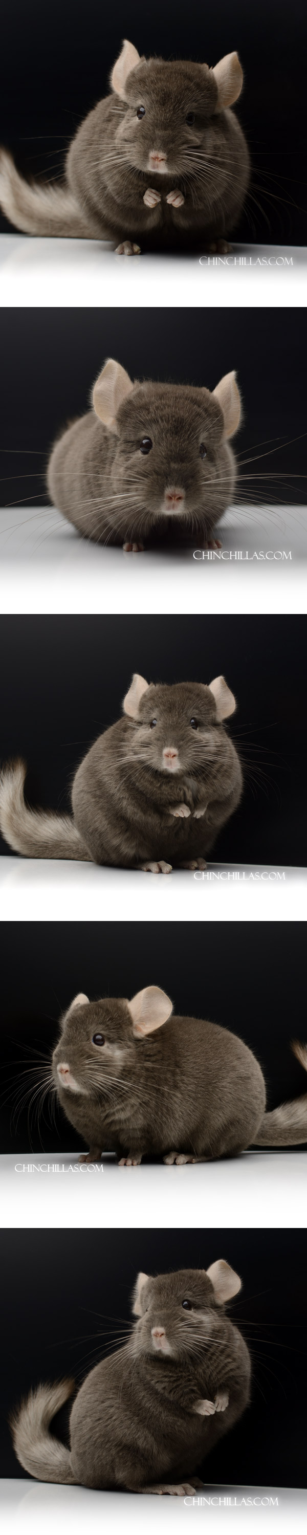 24082 Show Quality Dark Tan Female Chinchilla