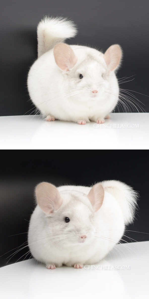 Chinchilla or related item offered for sale or export on Chinchillas.com - 000006 Exceptional Pink White ( Royal Persian Angora Carrier ) Female Chinchilla