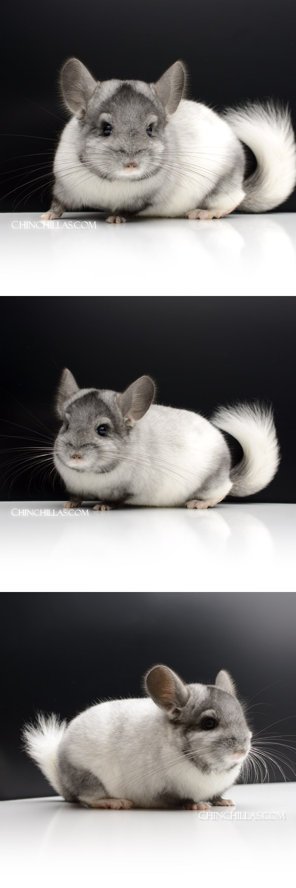 Chinchilla or related item offered for sale or export on Chinchillas.com - 000059 Ebony & White Mosaic ( Royal Persian Angora Carrier ) Male Chinchilla