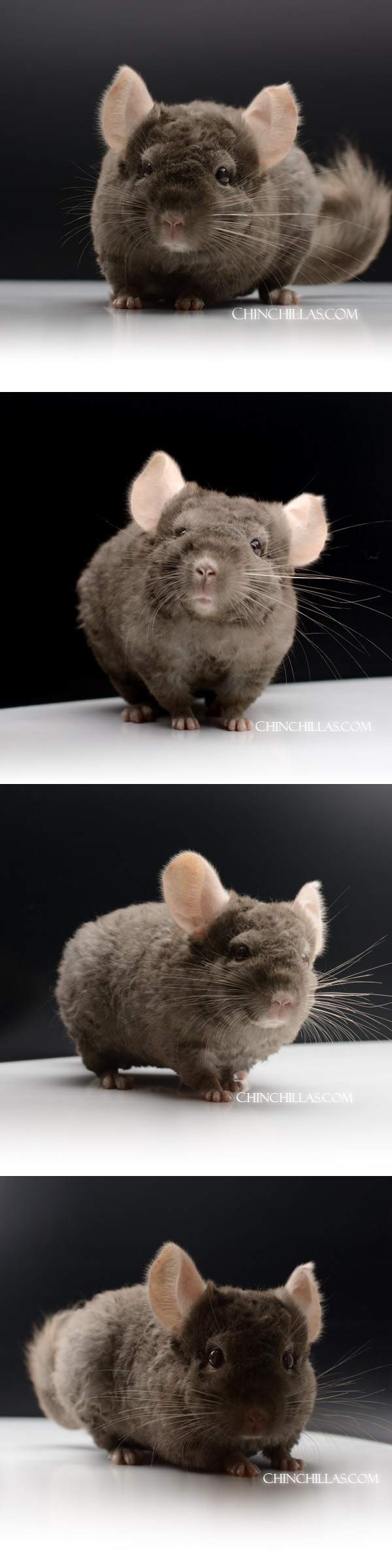 Chinchilla or related item offered for sale or export on Chinchillas.com - 24133 Tan Quasi Locken Male Chinchilla