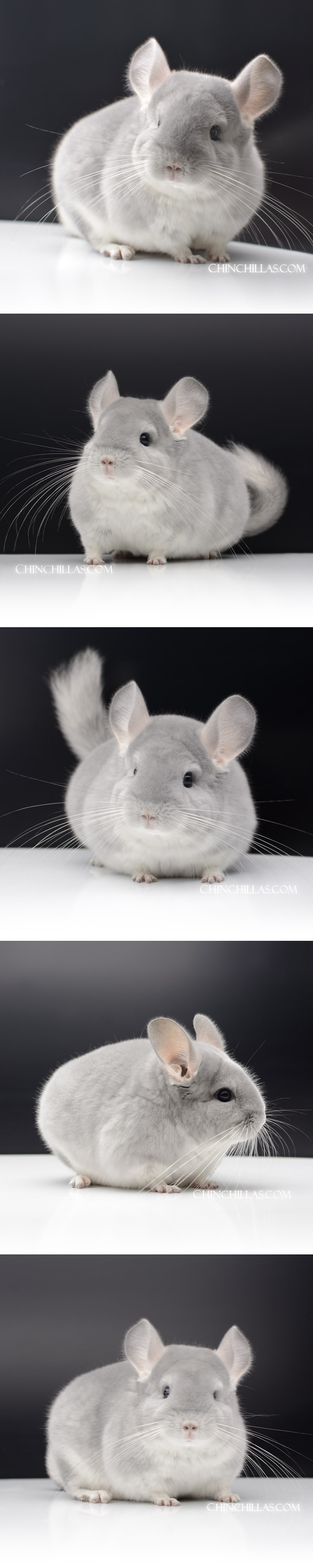 Chinchilla or related item offered for sale or export on Chinchillas.com - 000058 Large Top Show Quality Blue Diamond Female Chinchilla