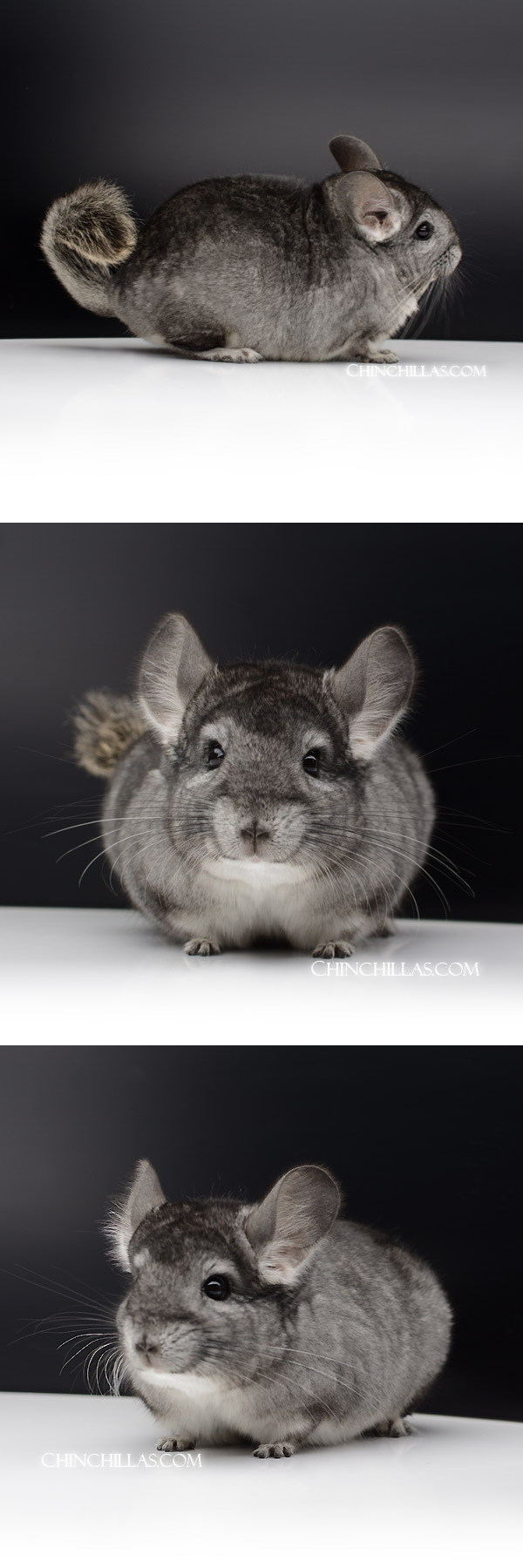 Chinchilla or related item offered for sale or export on Chinchillas.com - 000052 Extra Large Standard ( Royal Persian Angora Carrier ) Male Chinchilla