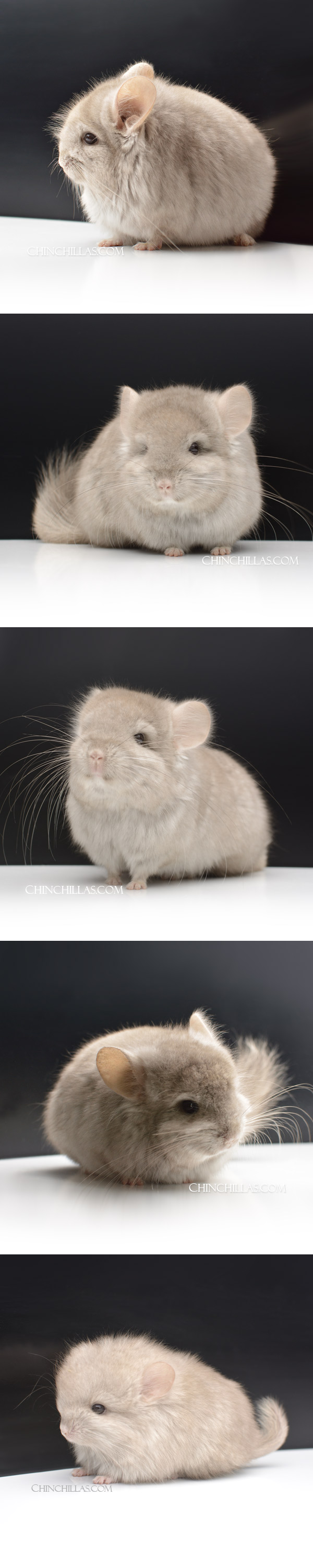 Chinchilla or related item offered for sale or export on Chinchillas.com - 000060 Light Tan Royal Persian Angora Male Chinchilla