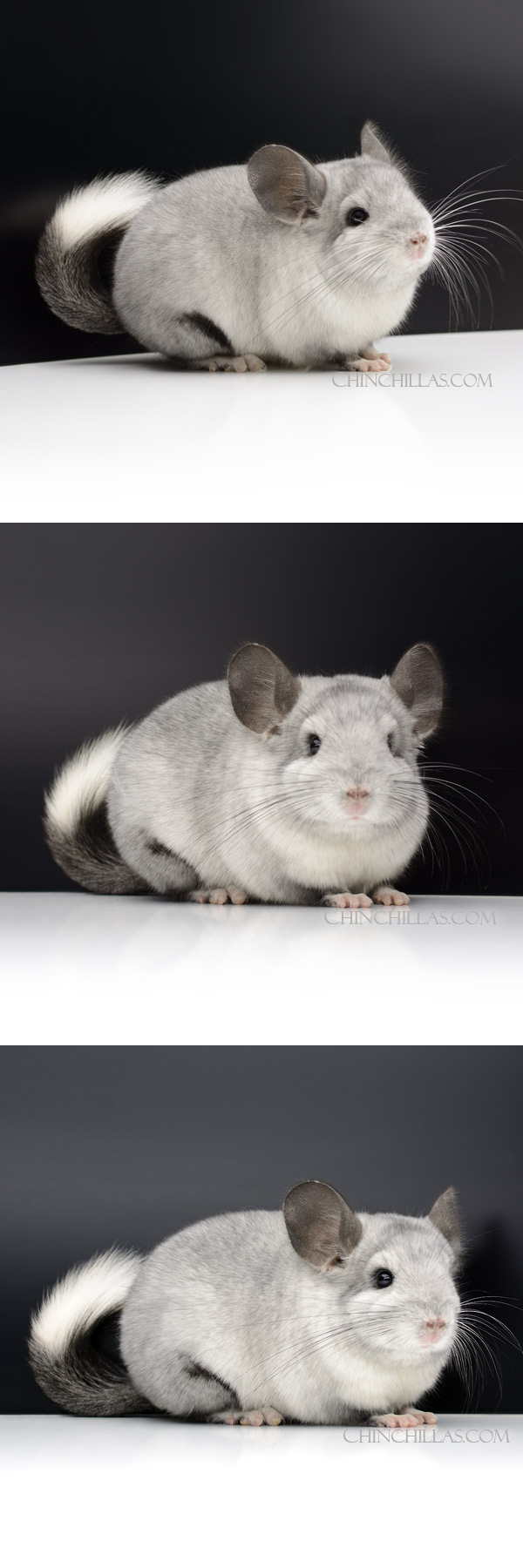 Chinchilla or related item offered for sale or export on Chinchillas.com - 000056 Show Quality Ebony & White Mosaic Male Chinchilla