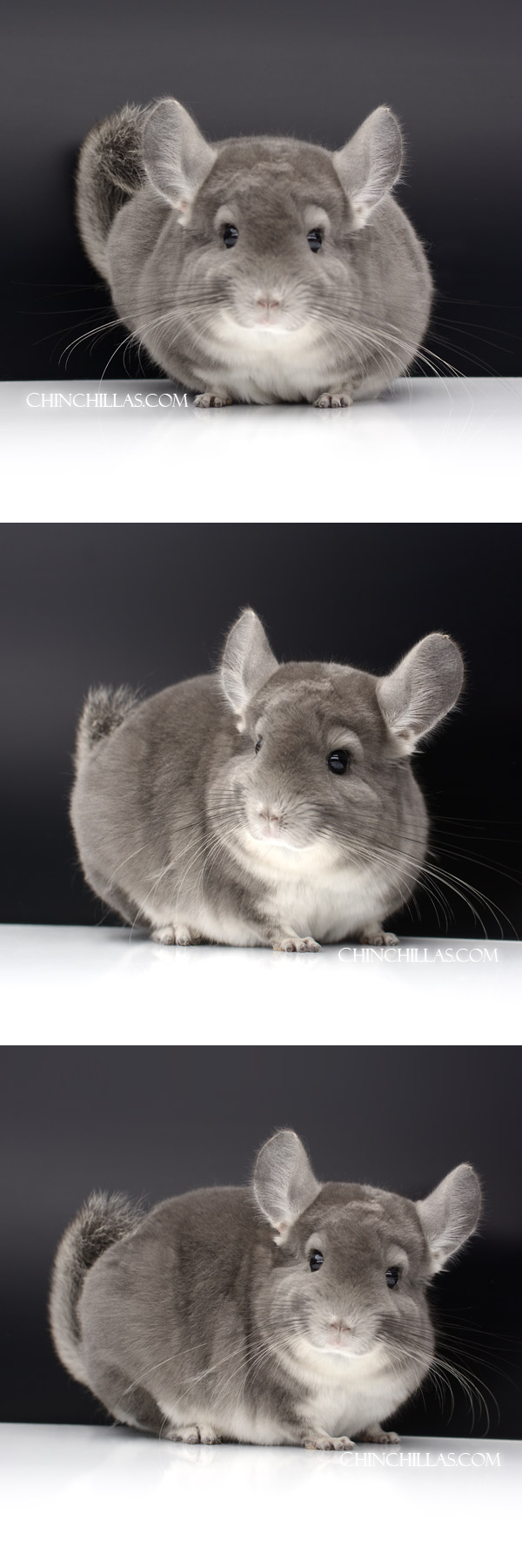 Chinchilla or related item offered for sale or export on Chinchillas.com - 000051 Large Show Quality Violet Male Chinchilla